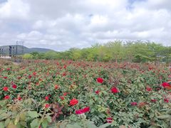 -亚龙湾国际玫瑰谷