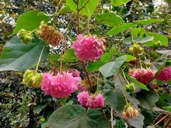 -深圳仙湖植物园