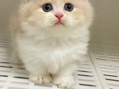 -lincat·猫舍(广州店)