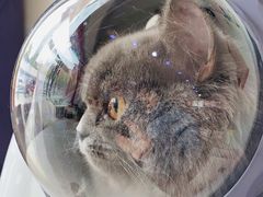 -美美酱宠物(外运路小区店)