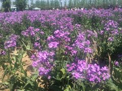 -荷兰花海