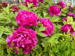 -洛阳市隋唐城遗址植物园