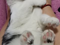 -联萌宠物医院(猫病专科)