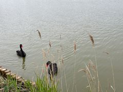 -盐城丹顶鹤湿地生态旅游区