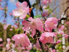 -新虹桥中心花园