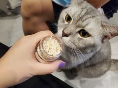 -猫儿山۰猫主题餐厅