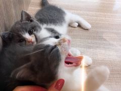 -飞行喵MR PILOT|猫舍·猫咖(静安大融城店)