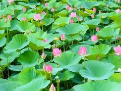 -白渔泡湿地公园
