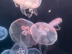 -大连老虎滩海洋公园