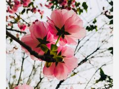 -天适樱花悠乐园