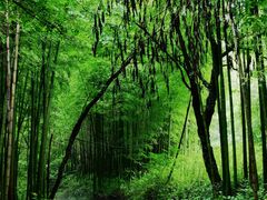 -铜陵市铜官山森林公园