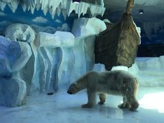 -芜湖新华联大白鲸海洋公园