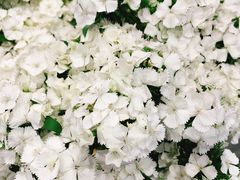 -花邻FloweringLife花艺气球派对(武康大楼店)