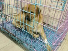 -佳雯宠物医院(四明中路分院)