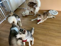 -Husky Go! 哈士奇体验馆·宠物咖啡厅狗咖