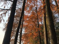 -东湖落雁景区
