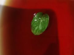 -巴奴毛肚火锅(安阳相州店)