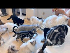 -有喵·猫咖·狗咖·30几只猫10只小狗(岗厦店)