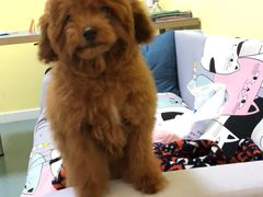 -瑞鹏宠物医院·爱宠堂·骨外专科(西荷分院)