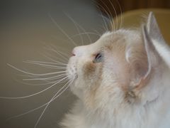 -飞行喵MR PILOT|猫舍·猫咖(静安大融城店)
