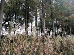 -苏州太湖湖滨国家湿地公园