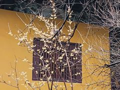 -西园戒幢律寺