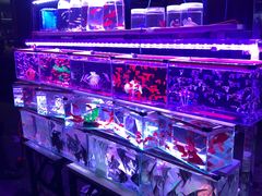 -中环花鸟鱼虫市场