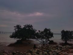 -宝安西湾红树林湿地公园