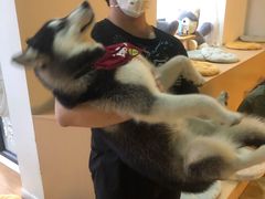 -Husky Go! 哈士奇体验馆·宠物咖啡厅狗咖