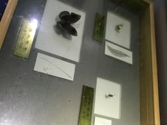 -上海昆虫博物馆