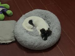 -德元·美联众合24小时动物医院(总院)