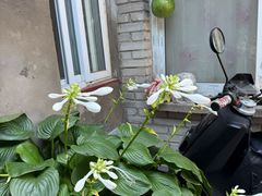 -黑八私房老北京炸酱面