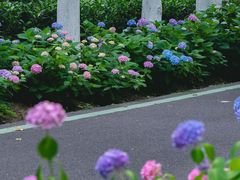 -合肥滨湖国家森林公园