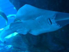 -迪拜水族馆及水下动物园