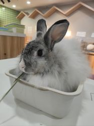 -Moni星球萌宠·小马宝莉·灵蛇·高端高阶全萌宠互动体验俱乐部(红豆国际广场店)