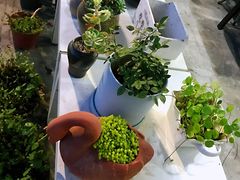 -凤来栖·净庭院·火锅(欧尚店)