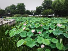 -金银湖国家城市湿地公园