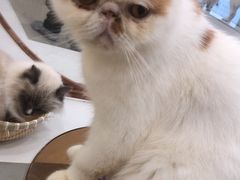 -共舞时光猫咖·狗咖(新街口店)