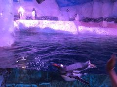 -暹罗海洋世界