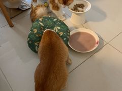 -凯特喵百思猫专科医院