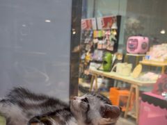 -BABIT巴比特宠物(MOMOPARK店)