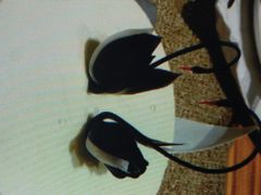 -BLACKSWAN黑天鹅(环球店)
