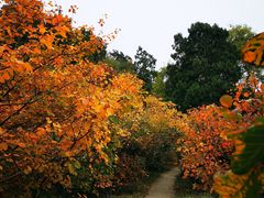 -香山公园