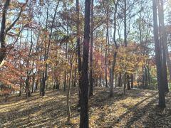 -上海海湾国家森林公园