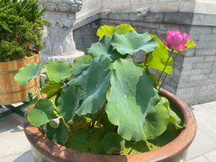 -天津大悲禅院