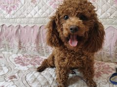 -福懋动物医院·犬猫全科·外科·重症科(杏林分院)