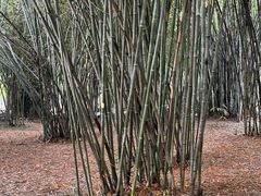 -望江楼公园
