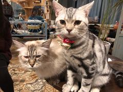 -共舞时光猫咖·狗咖(新街口店)