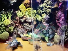 -上海海洋水族馆