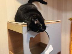-宠爱国际动物医院·消化内科·心肾内科·ISFM猫友好(望京店)